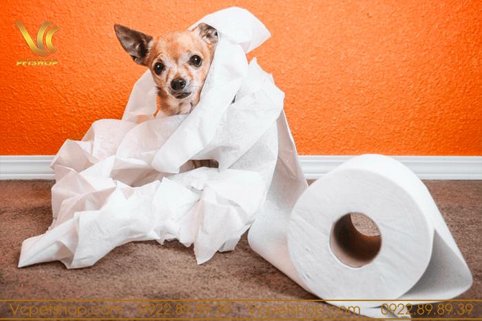 Vì sao chó đi vệ sinh không đúng chỗ?