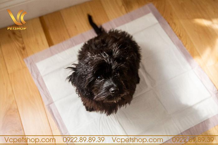 Huấn luyện chó đi vệ sinh trên tờ giấy