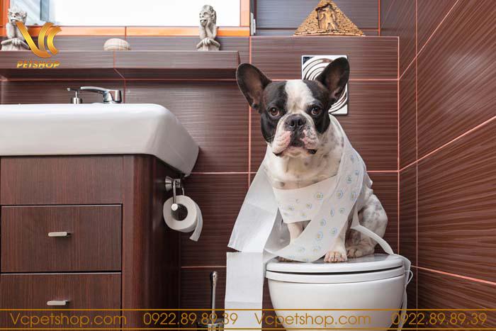 Huấn luyện chó đi vệ sinh vào bồn cầu