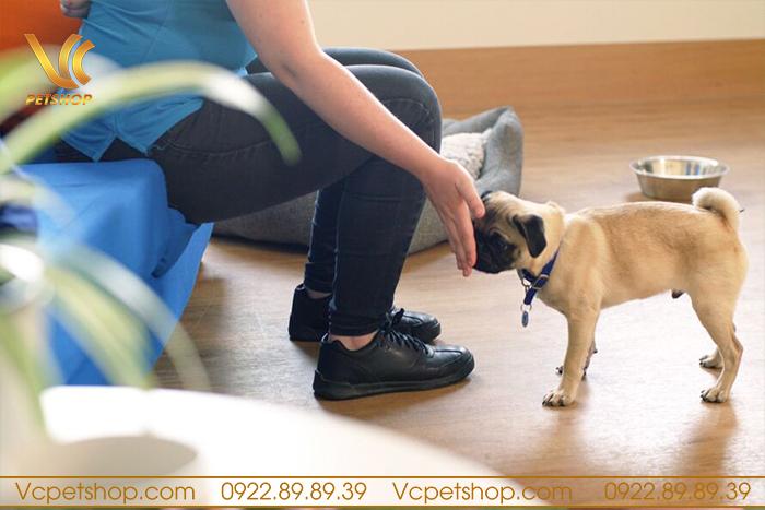 Khi chó đi vệ sinh không đúng chỗ cần làm gì?