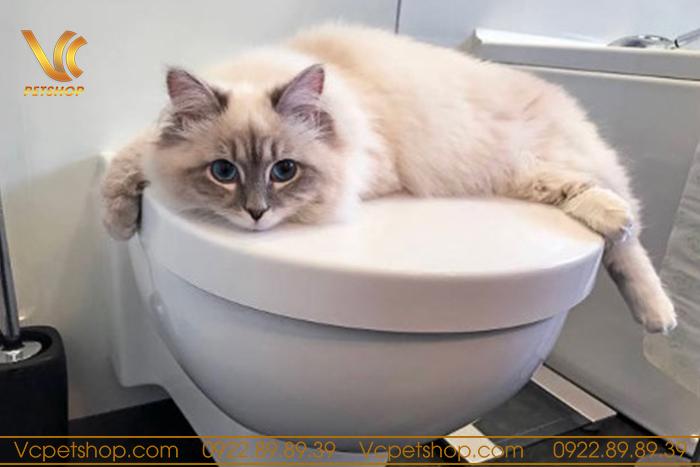 Một ngày mèo đi vệ sinh mấy lần?