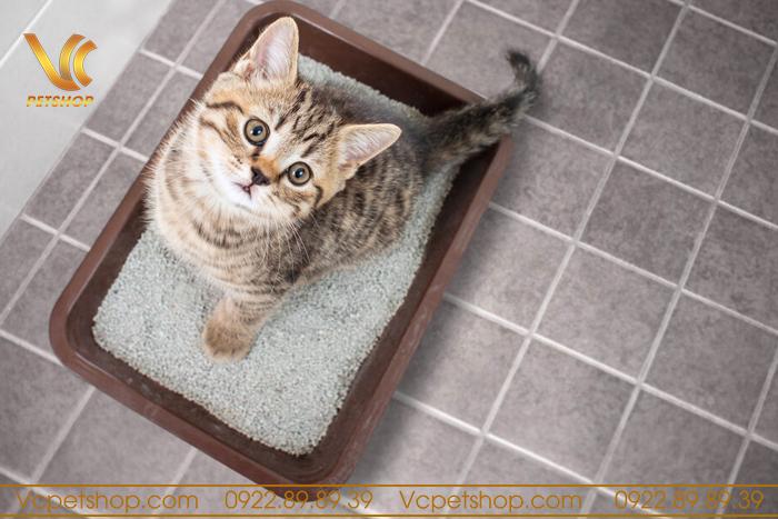 Các dấu hiệu nhận biết mèo muốn đi vệ sinh