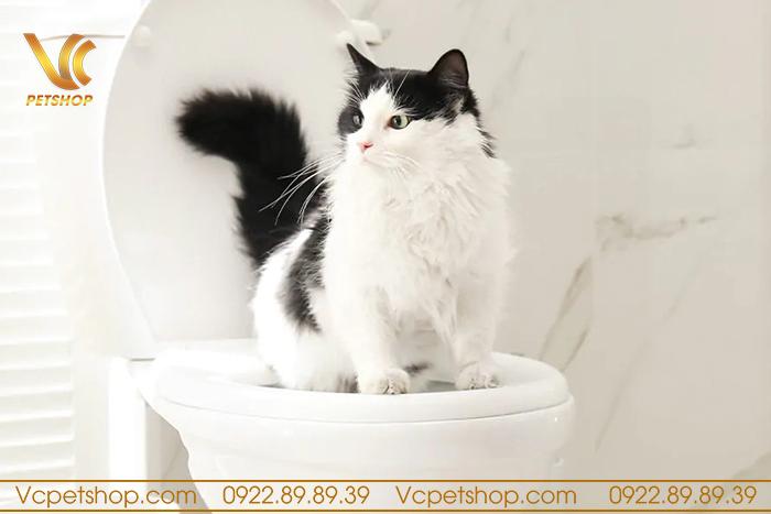 Bật mí cách huấn luyện mèo đi vệ sinh đúng chỗ thành công 100%