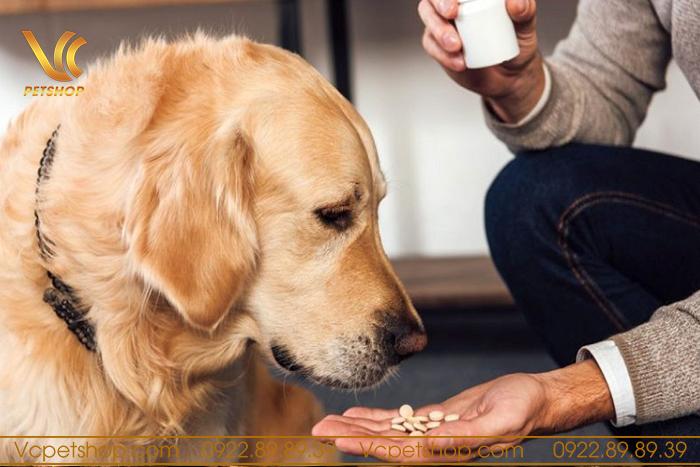 Chú ý khi sử dụng các loại thuốc tẩy giun cho chó đúng cách