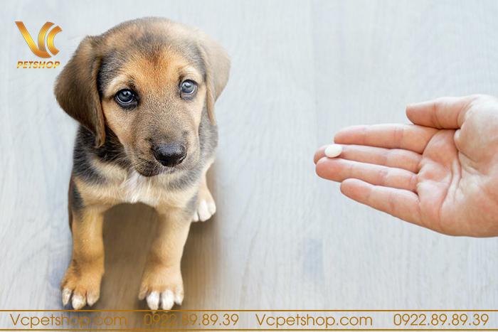 Vì sao cần phải tẩy giun cho chó?