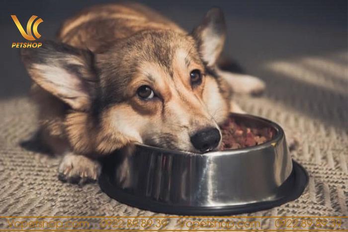 Chó bị bệnh giun có triệu chứng gì?