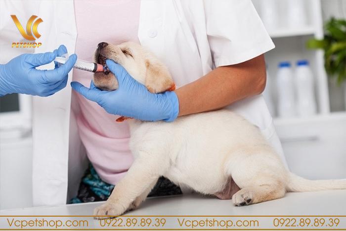 Hướng dẫn các cách tẩy giun cho chó tại nhà