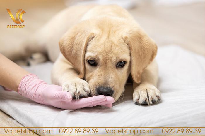 Biểu hiện sau khi tẩy giun cho chó