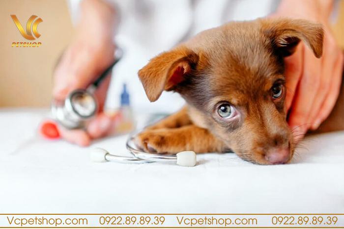 Tẩy giun cho chó sai cách gây tác hại gì?