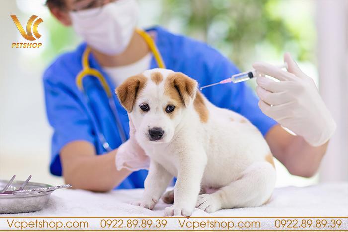 Quan niệm sai lầm về tiêm phòng cho chó