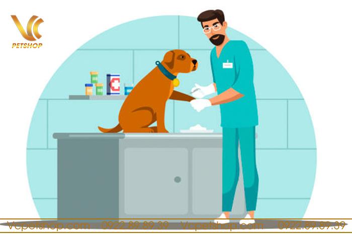 Vì sao cần tuân thủ lịch tiêm phòng cho chó?