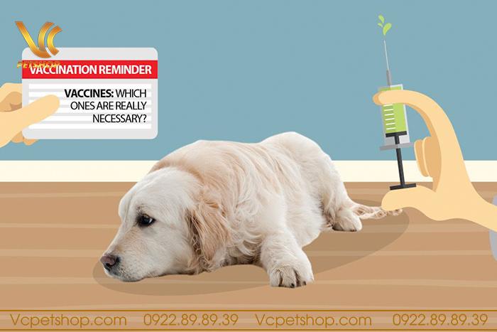 Vì sao chó cần có sổ theo dõi sức khỏe?