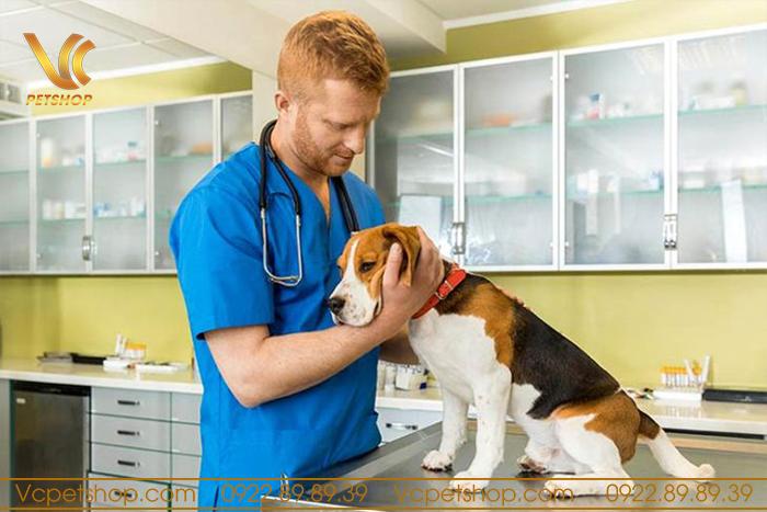 Vì sao cần tiêm phòng cho chó đúng thời gian?
