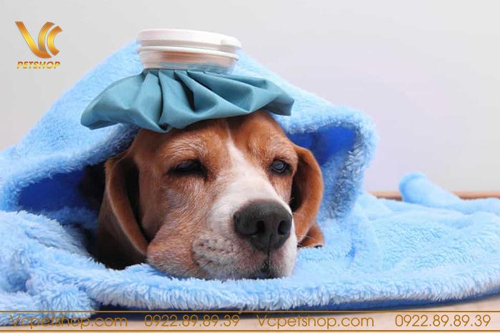 Một số khuyến cáo khi tiêm phòng cho chó