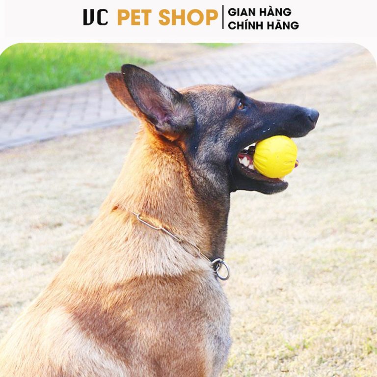 Bóng Huấn Luyện Chó