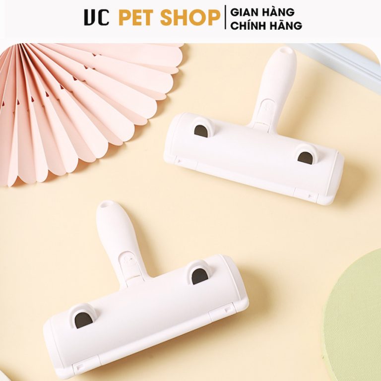 cây lăn lông mèo