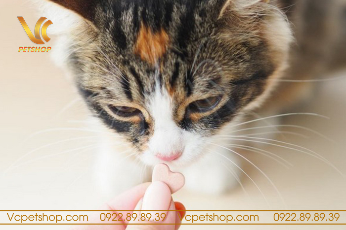 Cách bổ sung canxi cho mèo