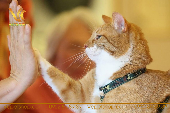 kỹ thuật giao tiếp với mèo