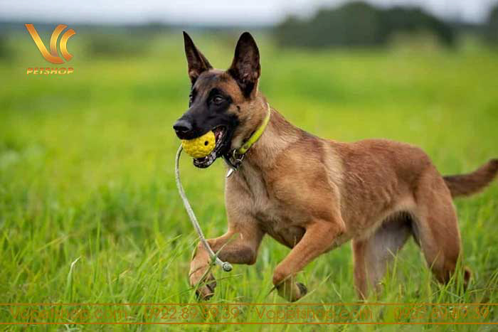 Cách huấn luyện chó Malinois từ A đến Z – Tất cả những gì bạn cần biết