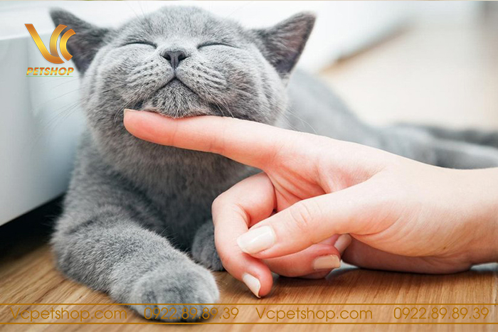 Quan tâm đến sức khỏe tâm lý của mèo cái