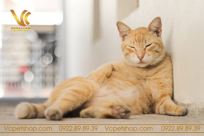 Hướng dẫn chăm sóc mèo cái sau triệt sản