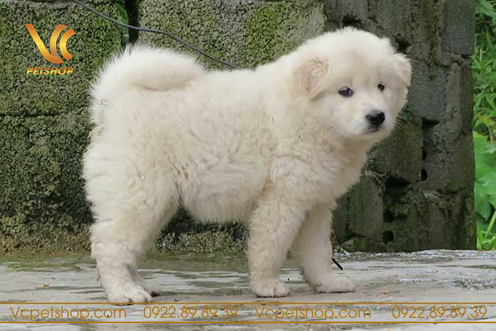 Chó Bắc Hà giá bao nhiêu