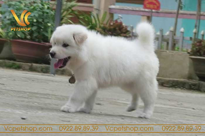 Giới thiệu về dòng chó Bắc Hà