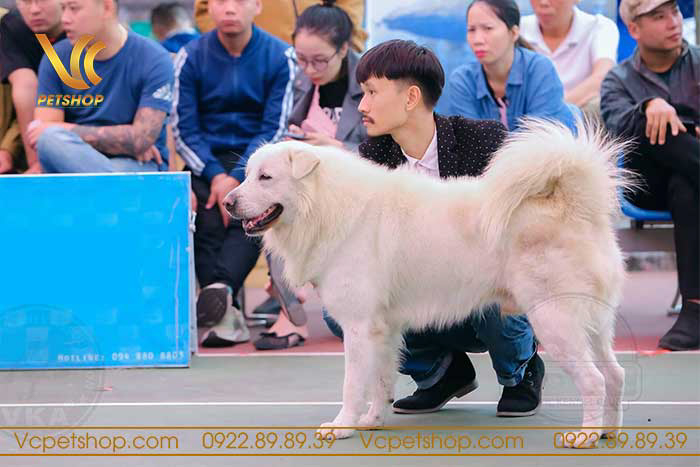 Những điều cần lưu ý khi mua chó Bắc Hà