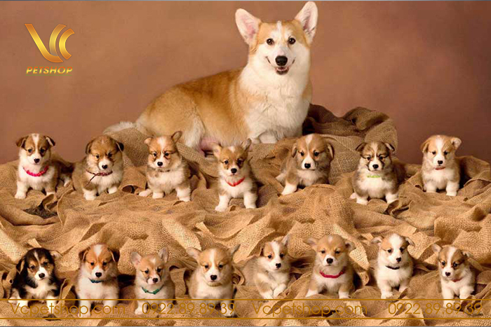 Thời gian chó mang thai