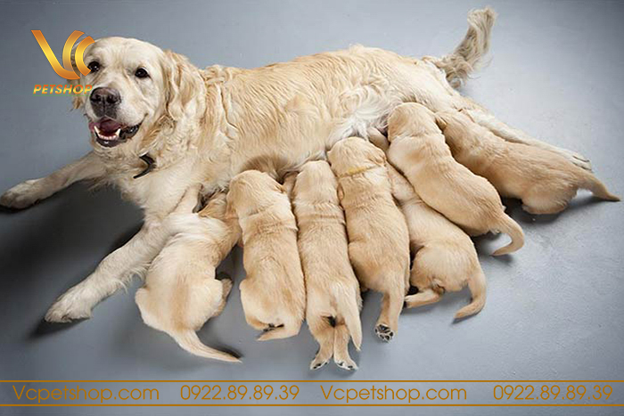 Thời gian chó mang thao bao lâu