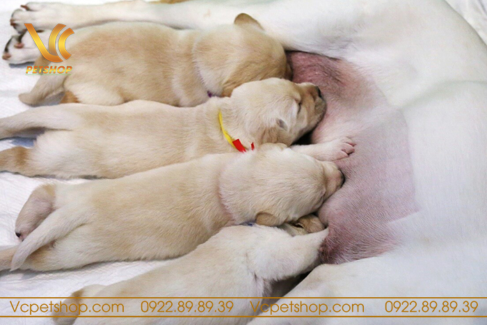 chó mang bầu bao lâu thì đẻ