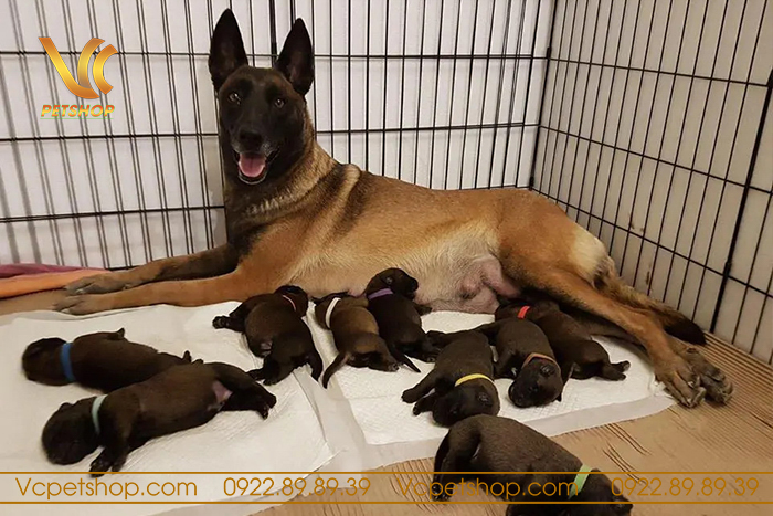 lưu ý khi chăm sóc chó sinh sản