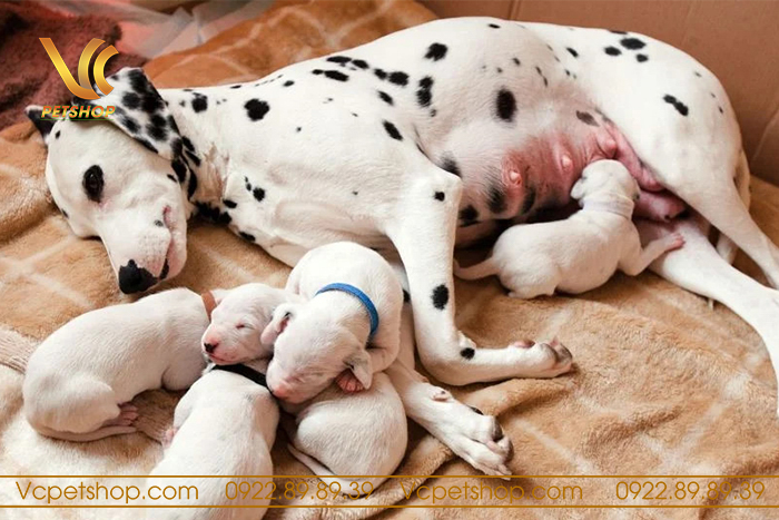 Đảm bảo sức khỏe của cả mẹ và chó con