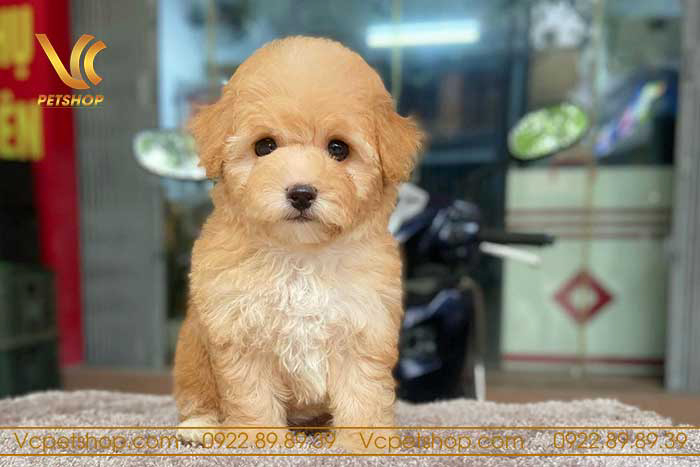 địa chỉ bán chó Poodle uy tín