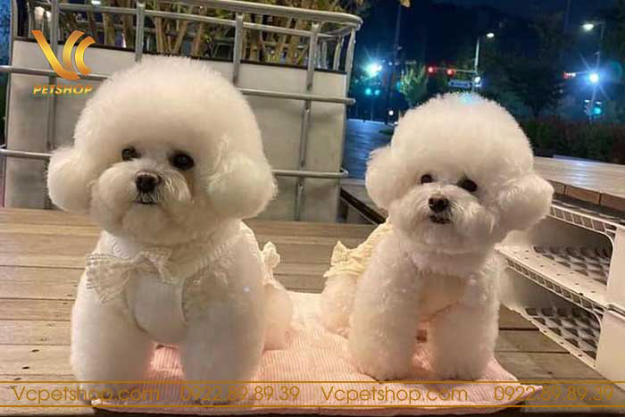 Giá cả của chó Poodle