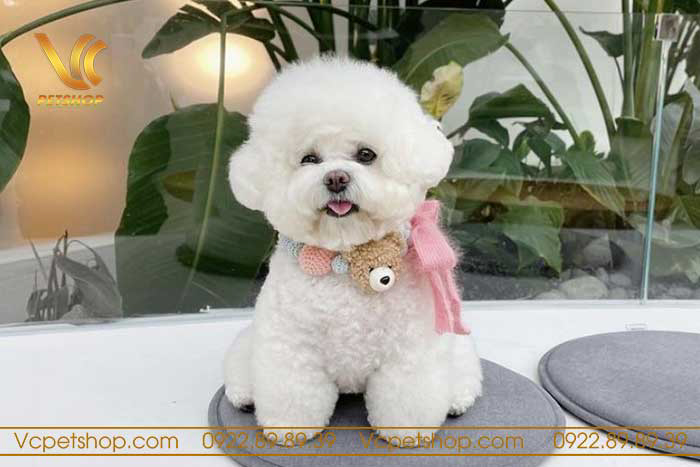 Chó Poodle giá bao nhiêu? Thông tin cần biết khi mua Poodle tại Việt Nam