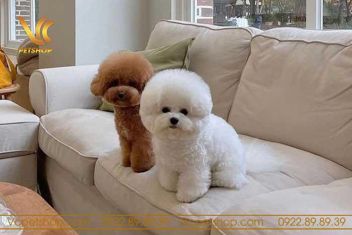 Cách nhận biết địa chỉ bán chó Poodle uy tín