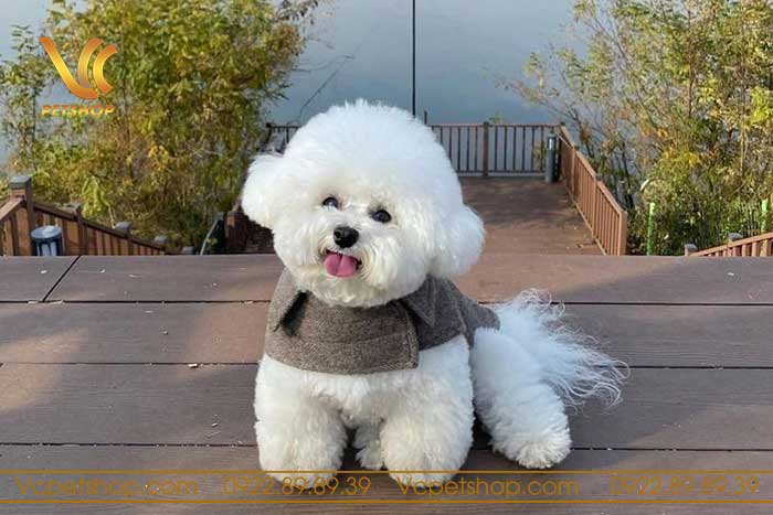 Các địa chỉ bán chó Poodle uy tín