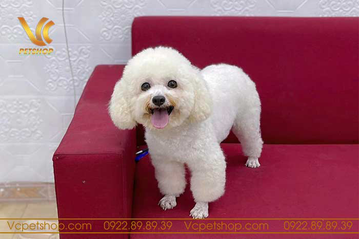 Chó Poodle thuần chủng giá bao nhiêu