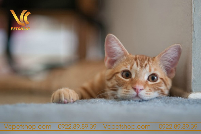 Cách xử lý khi mèo bị stress