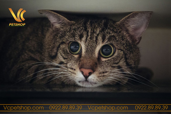 Dấu hiệu mèo bị stress