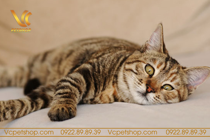 Nguyên nhân mèo bị stress