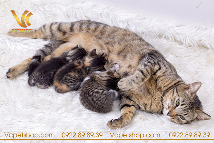 mèo mang bầu bao lâu thì đẻ