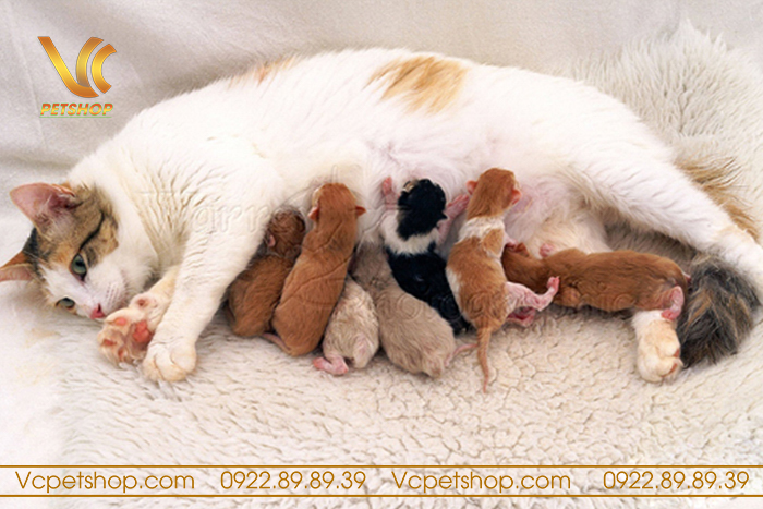 Quá trình sinh đẻ của mèo mẹ