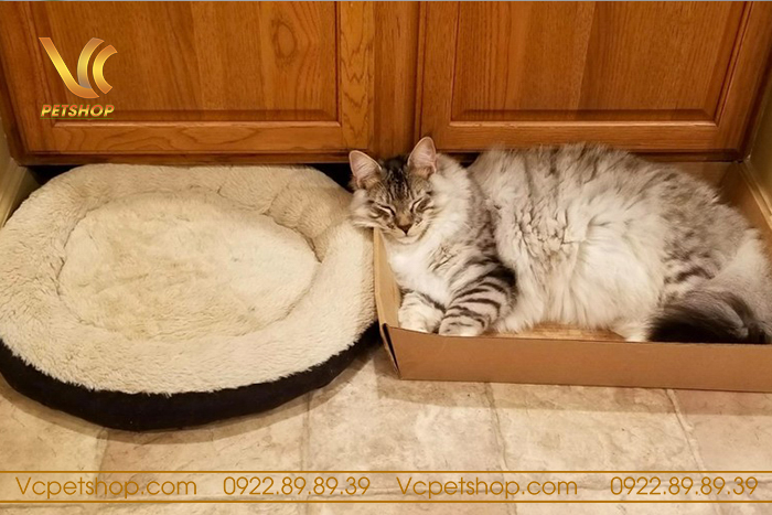 mèo mang thai bao lâu thì sinh