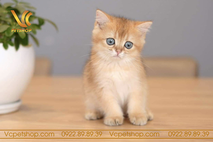 Chăm sóc mèo con sau khi sinh