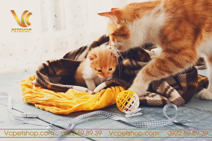 mèo mẹ mang thai bao nhiêu ngày