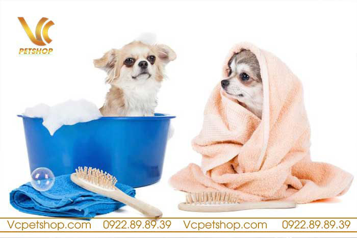 nên tắm cho chó vào lúc nào tốt nhất