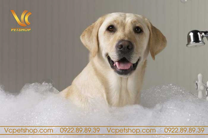 Lợi ích của việc tắm cho chó