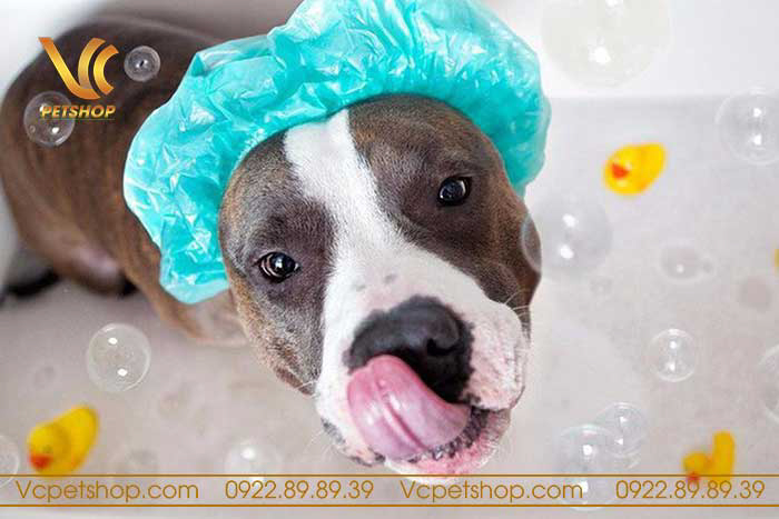 Lưu ý khi tắm chó bạn cần biết